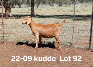 1X KALAHARI RED FLOCK DOE AUCAMP BOERDERY