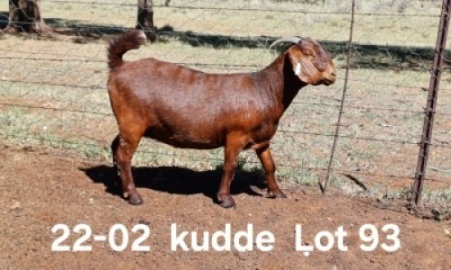 1X KALAHARI RED PREGNANT FLOCK DOE AUCAMP BOERDERY