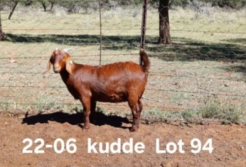 1X KALAHARI RED PREGNANT FLOCK DOE AUCAMP BOERDERY