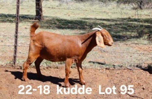 1X KALAHARI RED PREGNANT FLOCK DOE AUCAMP BOERDERY