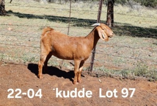 1X KALAHARI RED FLOCK DOE AUCAMP BOERDERY