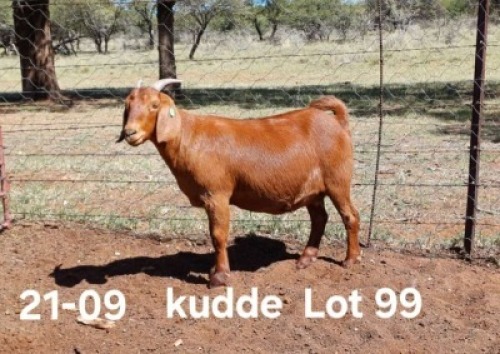 1X KALAHARI RED PREGNANT FLOCK DOE AUCAMP BOERDERY