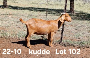 1X KALAHARI RED FLOCK DOE AUCAMP BOERDERY