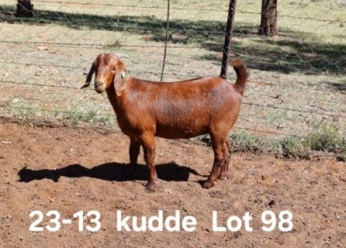 1X KALAHARI RED PREGNANT FLOCK DOE AUCAMP BOERDERY