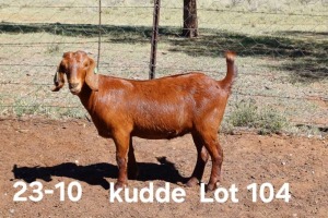 1X KALAHARI RED FLOCK DOE AUCAMP BOERDERY