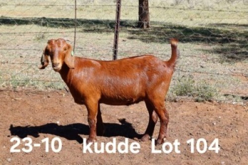 1X KALAHARI RED FLOCK DOE AUCAMP BOERDERY