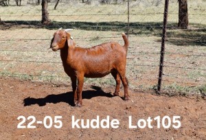 1X KALAHARI RED FLOCK DOE AUCAMP BOERDERY