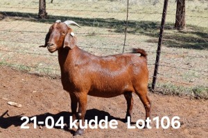 1X KALAHARI RED FLOCK DOE AUCAMP BOERDERY