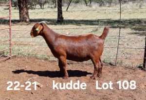 1X KALAHARI RED PREGNANT FLOCK DOE AUCAMP BOERDERY