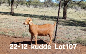 1X KALAHARI RED PREGNANT FLOCK DOE AUCAMP BOERDERY