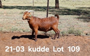 1X KALAHARI RED PREGNANT FLOCK DOE AUCAMP BOERDERY