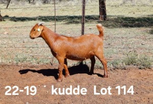 1X KALAHARI RED PREGNANT FLOCK DOE AUCAMP BOERDERY