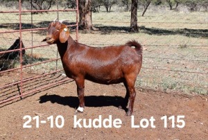 1X KALAHARI RED PREGNANT FLOCK DOE AUCAMP BOERDERY