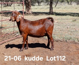 1X KALAHARI RED PREGNANT FLOCK DOE AUCAMP BOERDERY