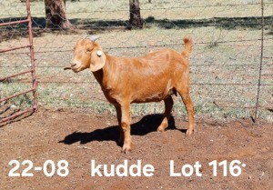 1X KALAHARI RED PREGNANT FLOCK DOE AUCAMP BOERDERY