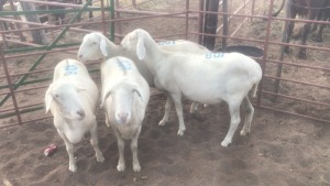 4X VAN ROOY EWES MACASKILL CATTLE COMPANY