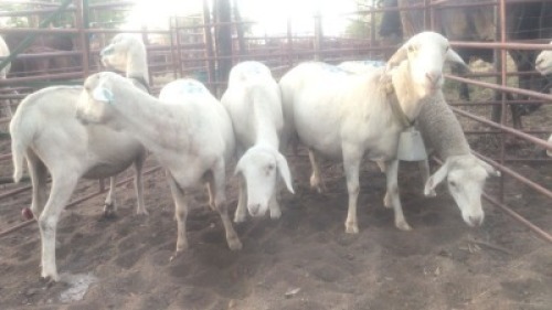 5X VAN ROOY EWES MACASKILL CATTLE COMPANY