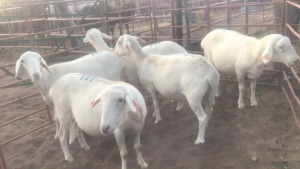 5X VAN ROOY EWES MACASKILL CATTLE COMPANY