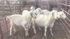 5X VAN ROOY EWES MACASKILL CATTLE COMPANY