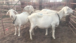 5X VAN ROOY EWES MACASKILL CATTLE COMPANY