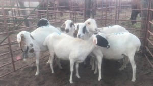 7X MEATMASTER EWES MACASKILL CATTLE COMPANY