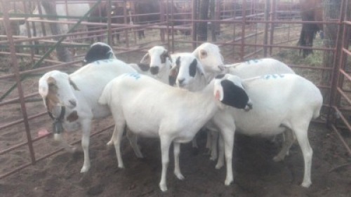 7X MEATMASTER EWES MACASKILL CATTLE COMPANY