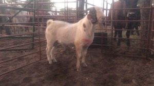 1X BOER GOAT RAM MACASKILL CATTLE COMPANY