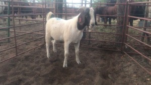 1X BOERGOAT RAM MACASKILL CATTLE COMPANY