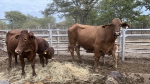 2+2X BEEFMASTER 3-IN-1 MACASKILL CATTLE COMPANY