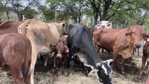 7+7X BRAHMAN CROSS COW & CALF MACASKILL CATTLE COMPANY