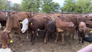 6+5X BRAHMAN CROSS COW & CALF MACASKILL CATTLE COMPANY