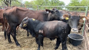 5+5X BRAHMAN CROSS COW & CALF MACASKILL CATTLE COMPANY