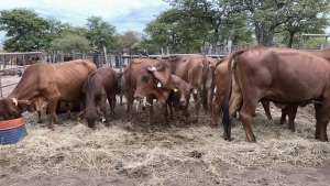 6+6X BRAHMAN CROSS COW & CALF MACASKILL CATTLE COMPANY