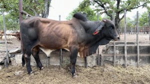 1X BRAHMAN BULL MACASKILL CATTLE COMPANY