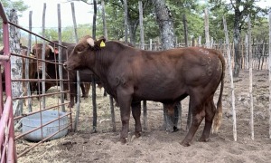 1X BEEFMASTER BULL MACASKILL CATTLE COMPANY