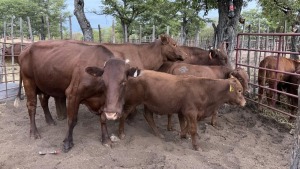 4+4X BEEFMASTER COW & CALF MACASKILL CATTLE COMPANY