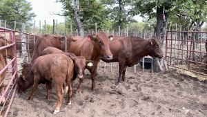 3+3X BEEFMASTER COW & CALF MACASKILL CATTLE COMPANY