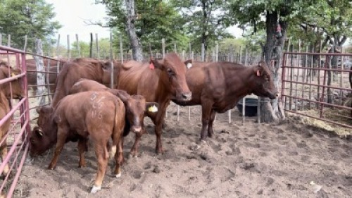 3+3X BEEFMASTER COW & CALF MACASKILL CATTLE COMPANY