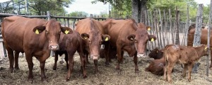 5+5X BEEFMASTER COW & CALF MACASKILL CATTLE COMPANY