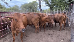 5+5X BEEFMASTER COW & CALF MACASKILL CATTLE COMPANY