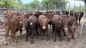 7X BEEFMASTER WEANER HEIFER MACASKILL CATTLE COMPANY