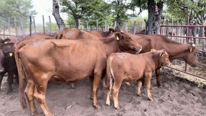 4+4X BEEFMASTER COW & CALF MACASKILL CATTLE COMPANY