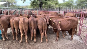 10X BEEFMASTER WEANER HEIFER MACASKILL CATTLE COMPANY