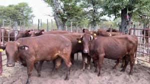 7X BEEFMASTER PREGNANT COW MACASKILL CATTLE COMPANY