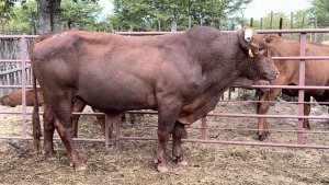 1X BEEFMASTER BULL MACASKILL CATTLE COMPANY