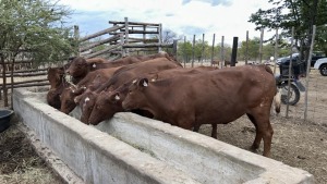 10X BEEFMASTER PREGNANT HEIFER MACASKILL CATTLE COMPANY