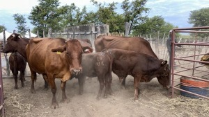 3+3X BEEFMASTER COW & CALF MACASKILL CATTLE COMPANY