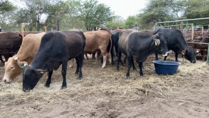 7X BRAHMAN CROSS PREGNANT COW MACASKILL CATTLE COMPANY