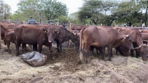 9X BRAHMAN PREGNANT HEIFER MACASKILL CATTLE COMPANY