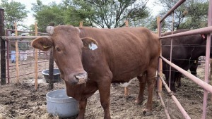 1X BEEFMASTER PREGNANT HEIFER MACASKILL CATTLE COMPANY